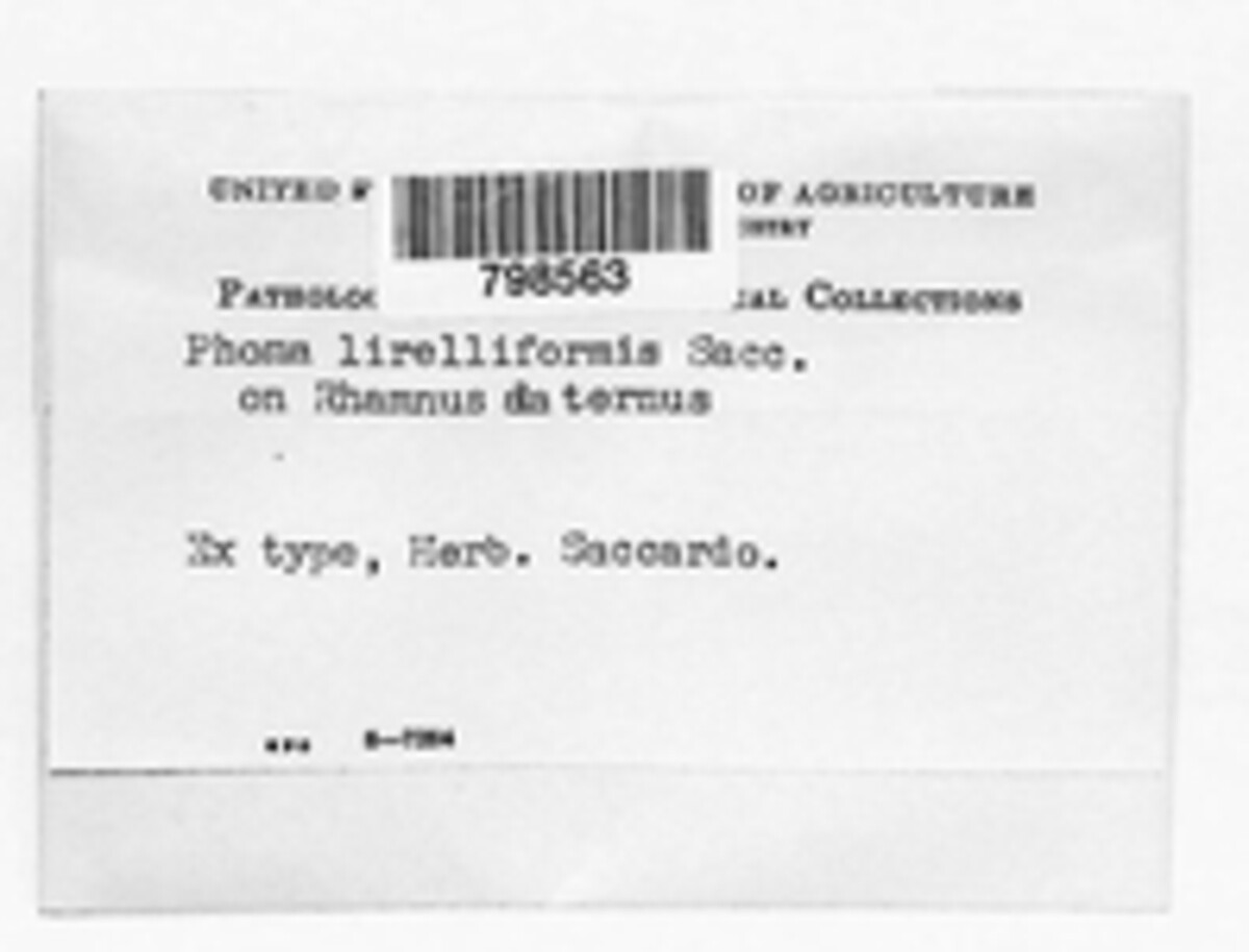 Phomopsis lirelliformis image